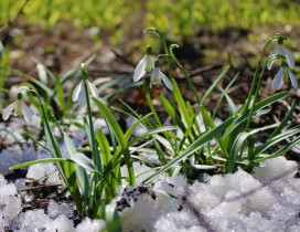 ПОЧЕМУ ИСЧЕЗАЮТ ПОДСНЕЖНИКИ?.